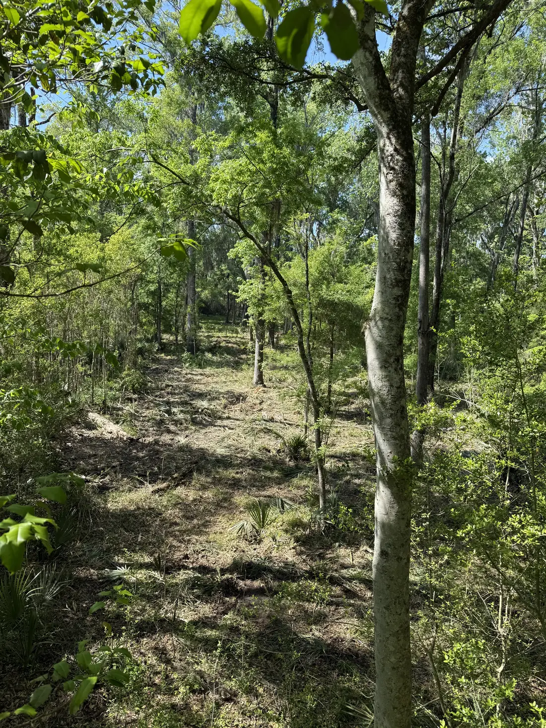 Opened woods with Spanish moss after selective clearing