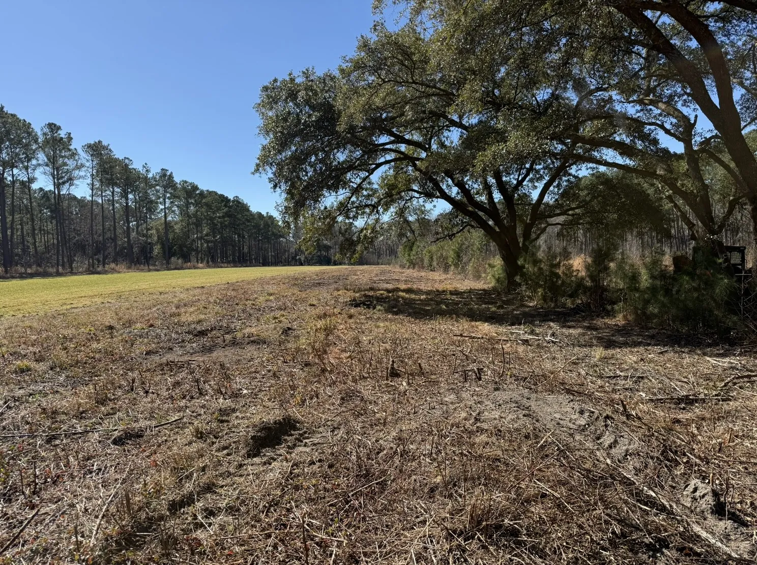 Forestry Mulching in North Charleston, SC