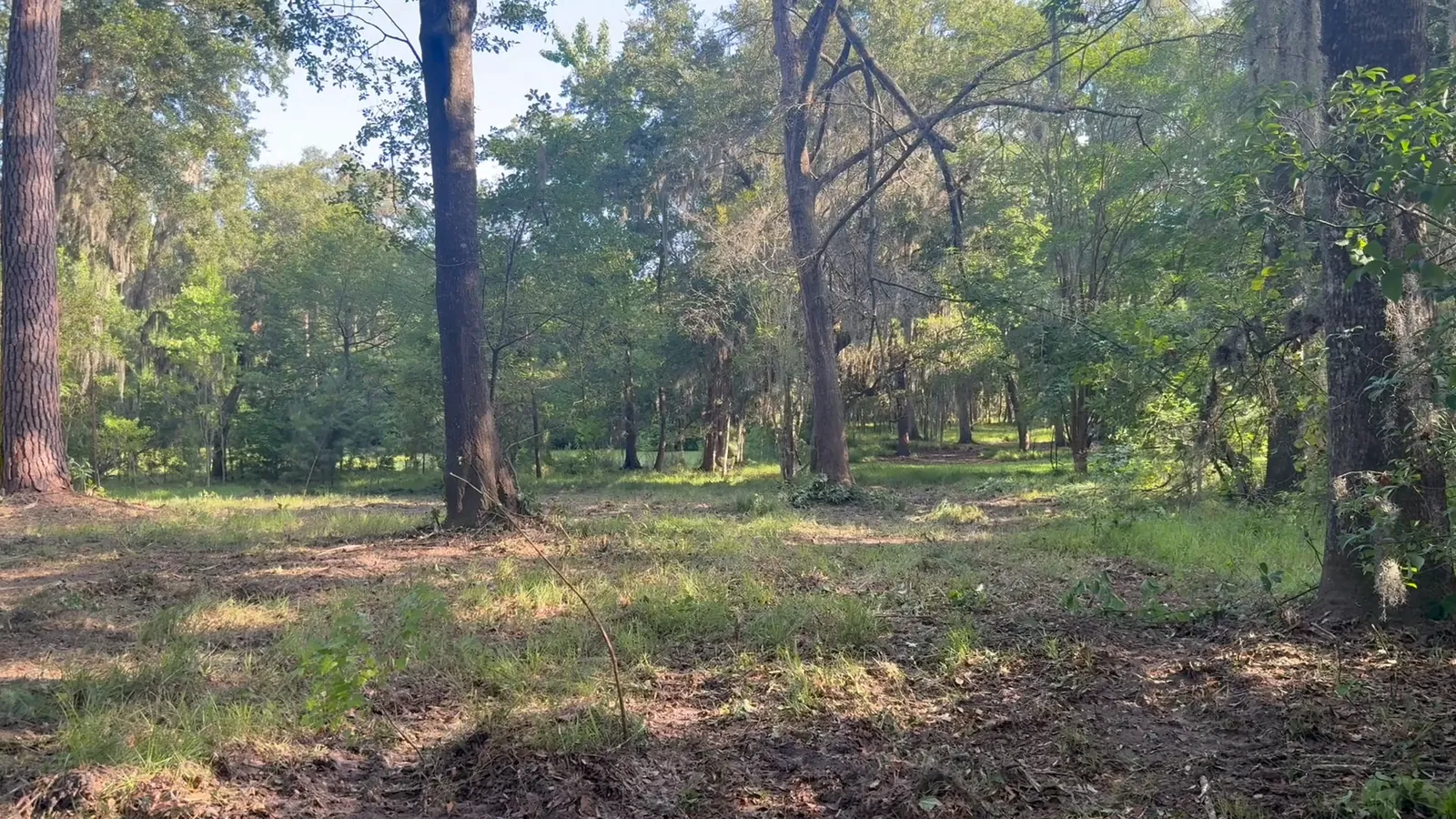 Open ground under pines and oaks after the brush was cleared in the South Carolina Lowcountry