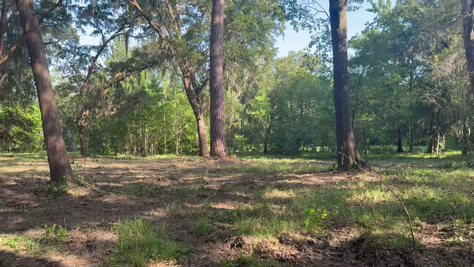 Mulched ground under pines and live oaks in the South Carolina Lowcountry, with no brush pile left to burn