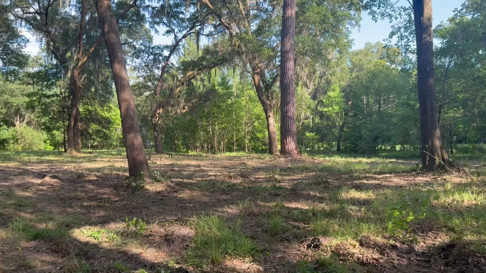 Mulched upland ground under pines and live oaks in the South Carolina Lowcountry, with the trees left standing