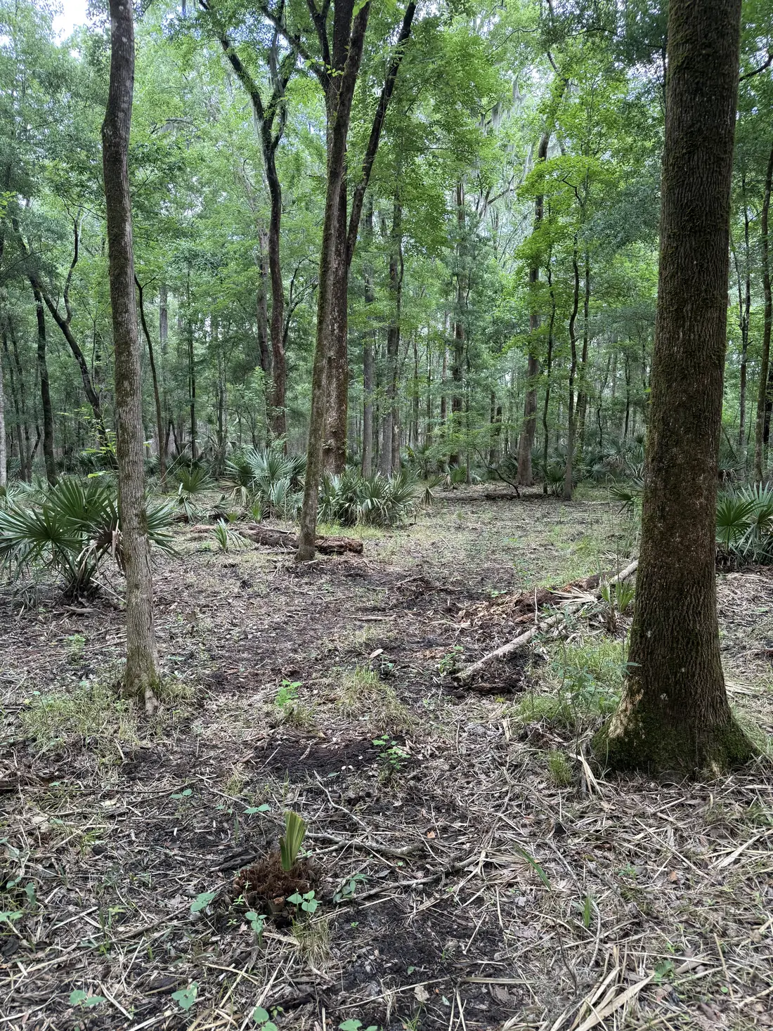 Cleared understory with oaks and pines left standing